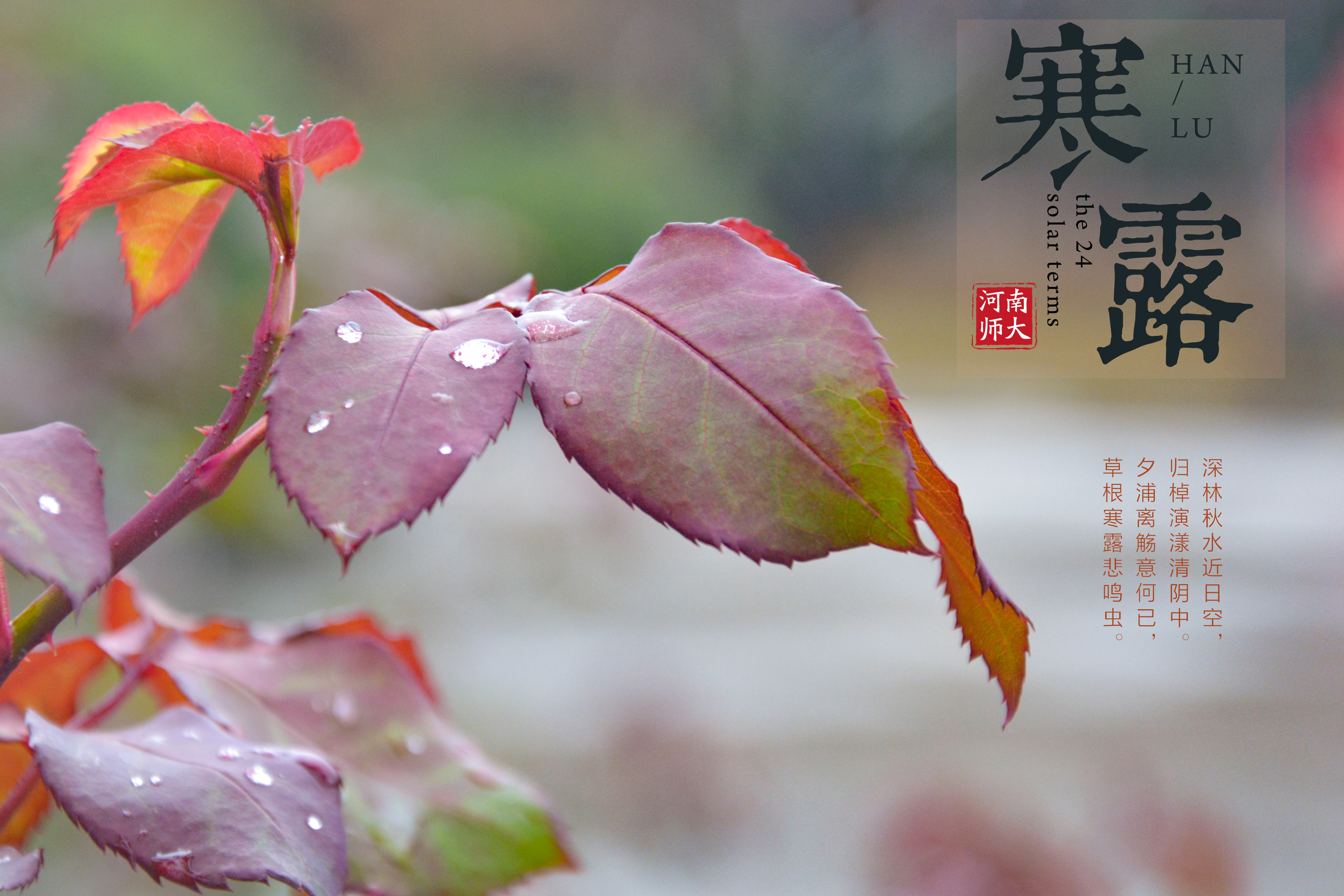 寒露
