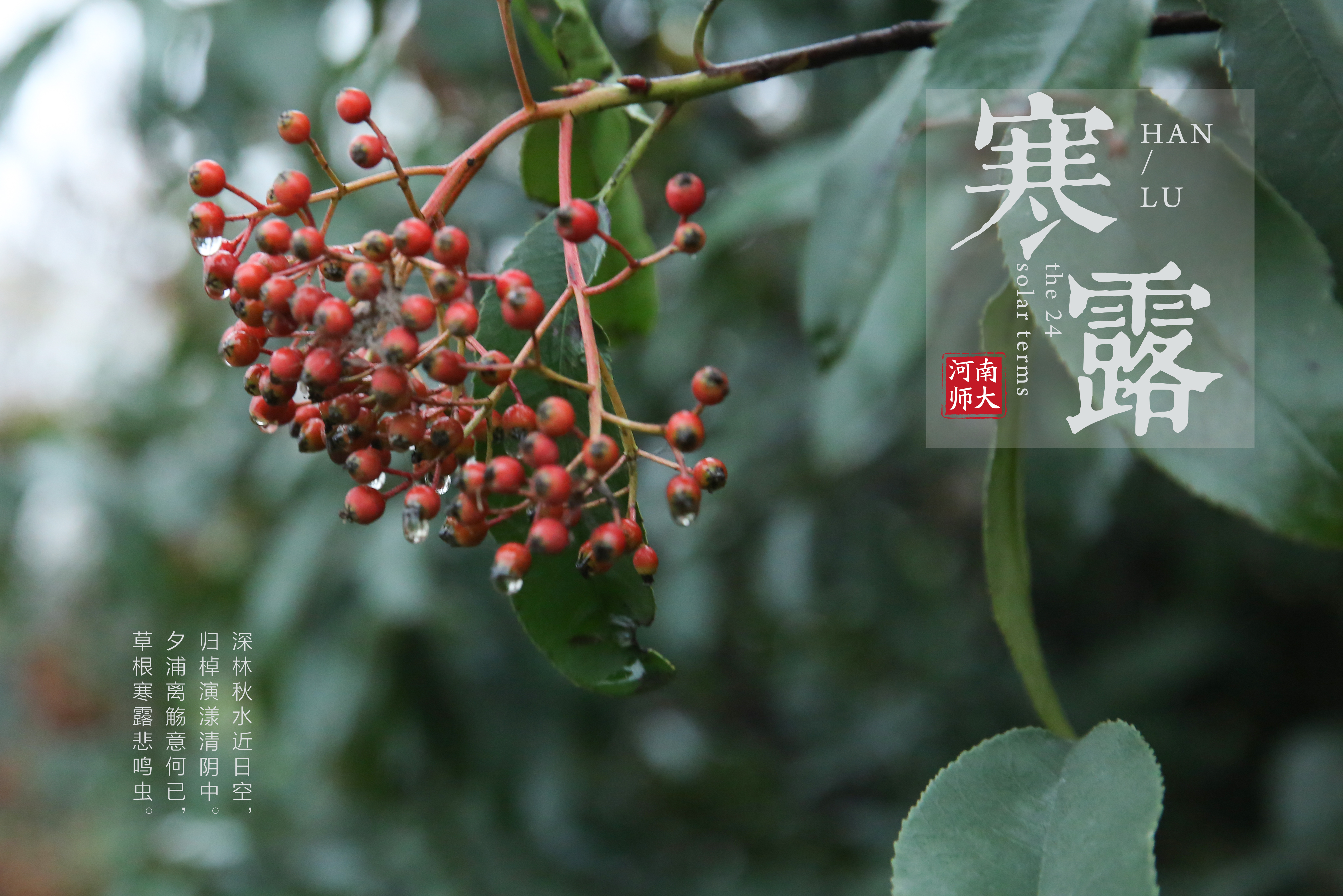 寒露2